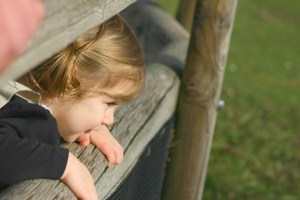 Fence around Flamingos at Sacramento Zoo
